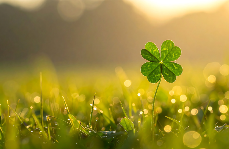 自社ホームページをリニューアルしました